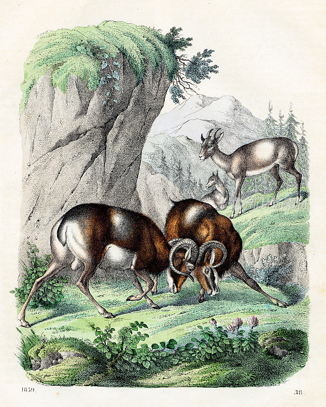 撒丁岛Mouflon -非常罕见的盘子从“世界之书”1859年